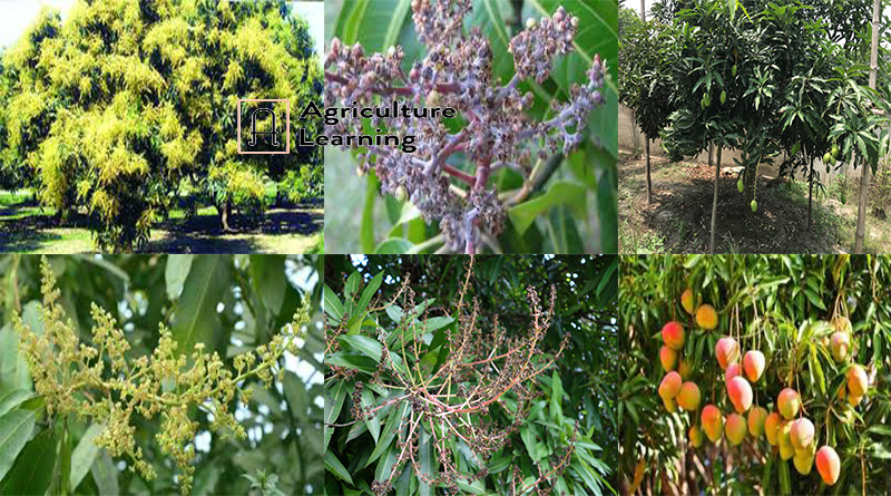 আমের ফুল ও ফল ঝরা রোধের উপায় ও সার ব্যবস্থাপনা