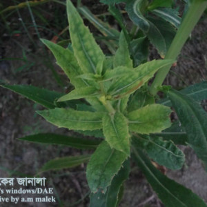 কুসুমফুলের মোজাইক রোগ