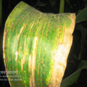 ভুট্টার পাতা ঝলসানো রোগ