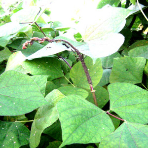 শিমের জাবপোকা বা এফিড