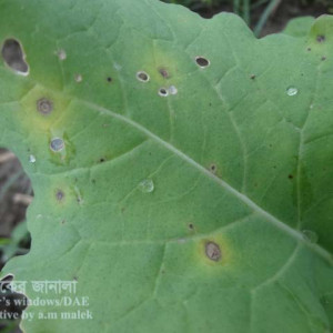 ওলকপির পাতার রিং দাগ রোগ