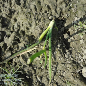 পেঁয়াজের কাটুই পোকা