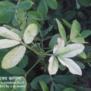 চীনাবাদামের বোরণের ঘাটতি